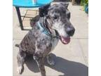 Adopt Captain a Great Dane