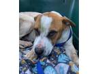 Adopt Rockhound a Pit Bull Terrier, Mixed Breed