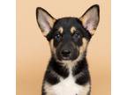 Adopt Bogie a German Shepherd Dog