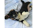 Adopt Cheese a Cardigan Welsh Corgi, Beagle