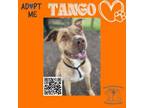 Adopt Tango a Mixed Breed