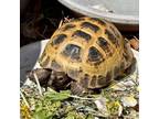 Adopt TILLY a Turtle