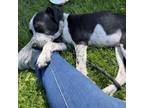Adopt Mortimer a Labrador Retriever, Australian Cattle Dog / Blue Heeler