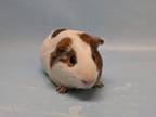 Adopt Winston a Guinea Pig