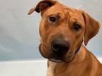 Adopt Corazon a Pit Bull Terrier, Mixed Breed