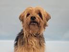 Adopt Winston a Schnauzer, Yorkshire Terrier
