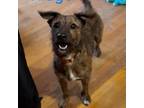 Adopt Ridge a Wirehaired Dachshund, Mixed Breed