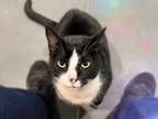 Adopt LUCA a Domestic Short Hair