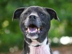 Adopt SAMSON a Pit Bull Terrier