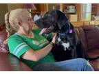 Adopt Kevin Happy Lover Boy a Great Dane, Black and Tan Coonhound