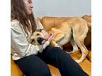 Adopt Sparky Ark the Silly Boy a Pit Bull Terrier, Labrador Retriever