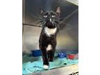 Adopt Bagheera a Domestic Short Hair