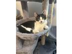 Adopt Baloo a Domestic Short Hair