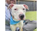 Adopt Sprite a Mixed Breed