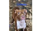 Adopt Conway a Pit Bull Terrier