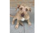 Adopt Frodo a Terrier, Mixed Breed