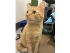 Adopt Artemis a Domestic Short Hair