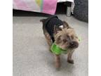 Adopt Bull a Yorkshire Terrier