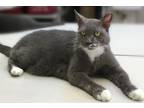 Adopt William a Domestic Short Hair