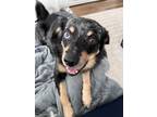 Adopt Dillion a Australian Shepherd, Mixed Breed