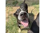 Adopt Chipper a Pit Bull Terrier