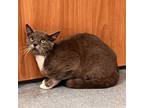 Adopt Dapper Dan a Domestic Short Hair