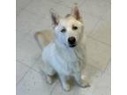 Adopt Ghost a Mixed Breed