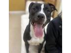 Adopt Pepe a Pit Bull Terrier