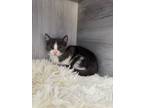 Adopt Falcon a Domestic Short Hair