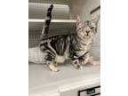 Adopt Cyrus a Domestic Short Hair