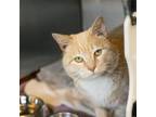 Adopt Dandy Lion a Domestic Short Hair