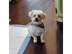 Adopt Phil a Lhasa Apso