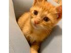 Adopt Cousteau (Seabolt 2) a Domestic Short Hair