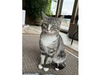 Adopt Max - In Foster Home a American Shorthair