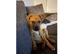 Adopt Glazed a Pit Bull Terrier, Boxer