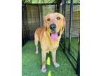 Adopt Bruno a Yellow Labrador Retriever