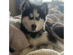 Adopt Bandit a Husky