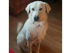 Adopt George a Great Pyrenees, Labrador Retriever