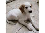 Adopt Parker a Great Pyrenees