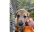 Adopt Jupiter (Sols Pups 5) a Great Pyrenees, Great Dane