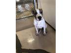 Adopt Deebo/ DUTCH a Pit Bull Terrier