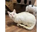 Adopt Queso a Siamese