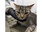 Adopt Fowler a Domestic Short Hair