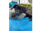 Adopt Beau a Mastiff, Mixed Breed