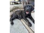 Adopt Casanova a Mastiff, Mixed Breed