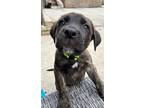 Adopt Besos a Mastiff, Mixed Breed