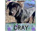 Adopt Cray a Labrador Retriever
