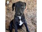 Adopt Gary a Labrador Retriever, Mixed Breed