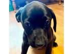 Adopt Tippy pup Smitti a Labrador Retriever, Mixed Breed