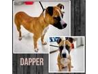 Adopt Dapper a Boxer
